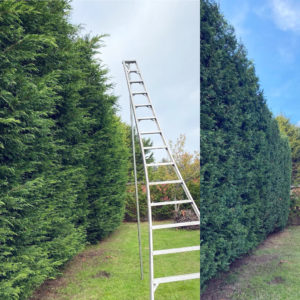 Hedging and pruning in Victoria bc