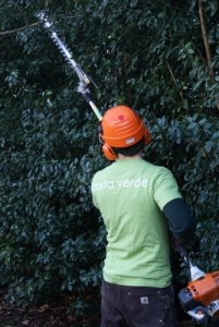 Pruning and hedging in Victoria, BC
