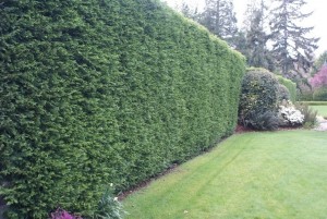 Pruning and hedging in Victoria, BC