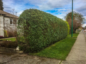 Garden maintenance services pruning and hedging victoria bc
