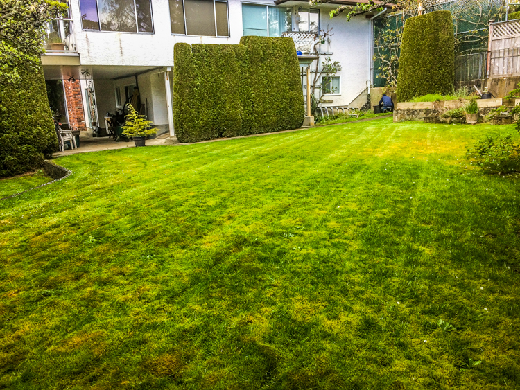 Liming Lawns for Healthy Grass in Victoria, BC - Costa Verde