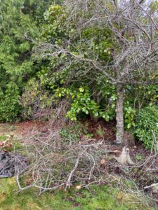 Landscaping and gardening services pruning victoria bc
