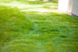 Organic lawn fertilizing and liming lawns in Victoria, BC 