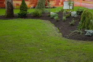 Thatching and de-mossing lawns in Victoria, BC