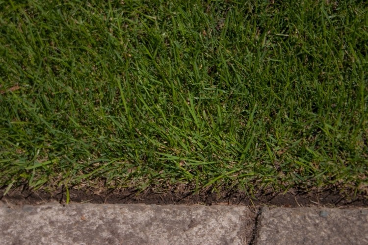 Overseeding lawns and care - Victoria, BC