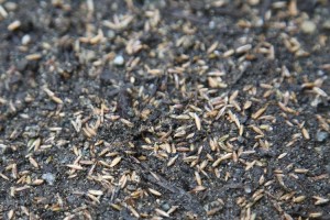 Overseeding and top dressing lawns in Victoria, BC