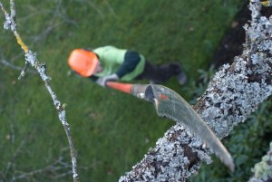 Pruning in Victoria, BC