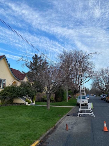 Costa Verde Landscaping and Gardening Crew Victoria BC